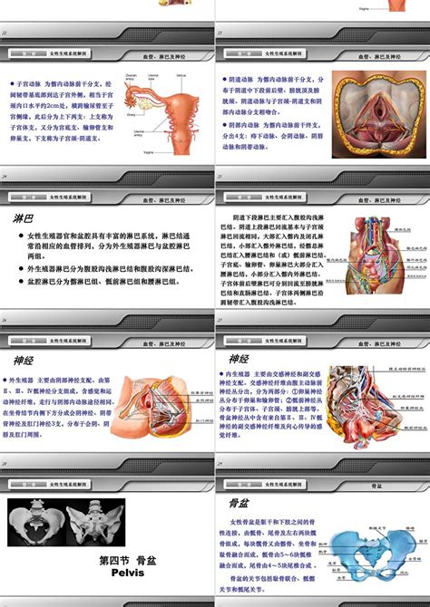 女 生殖器|女性生殖系统